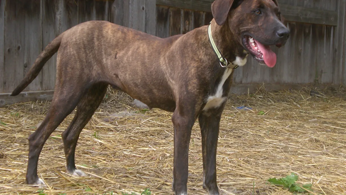 Mountain Cur